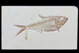 Diplomystus & Knightia Fossil Fish - Wyoming #79857-1